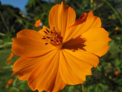 Cosmos sulphureus